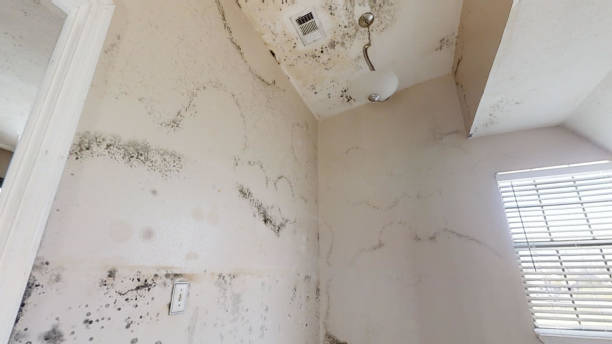 Best Real Estate Mold Inspection  in Buckhead Ridge, FL