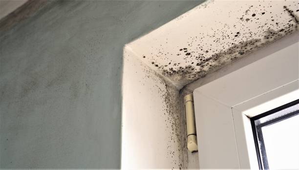 Best Post-Remediation Verification Testing  in Buckhead Ridge, FL
