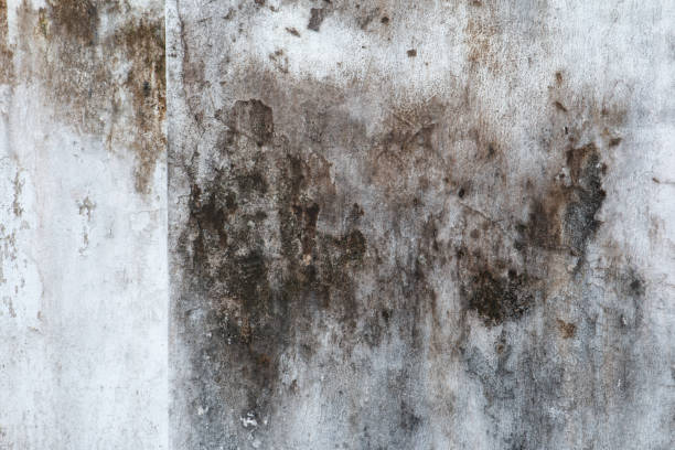 Best Asbestos and Lead Testing During Mold Inspection  in Buckhead Ridge, FL