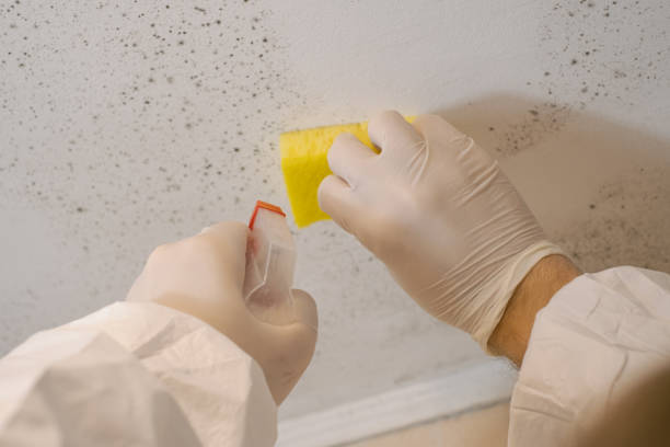Best Indoor Air Quality Assessment  in Buckhead Ridge, FL