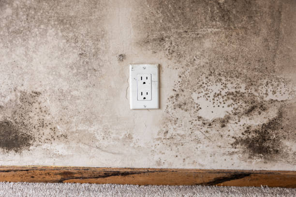 Best HVAC Mold Inspection and Cleaning  in Buckhead Ridge, FL