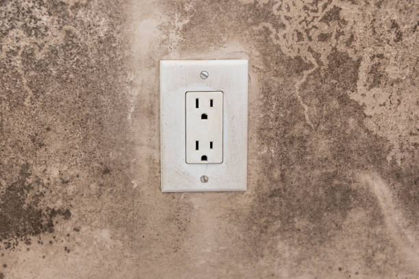 Best Mold Remediation for Vacation Homes  in Buckhead Ridge, FL